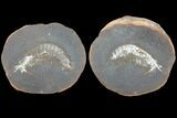 Fossil Syncarid Shrimp (Acanthotelson) Nodule Pos/Neg - Illinois #120957-1